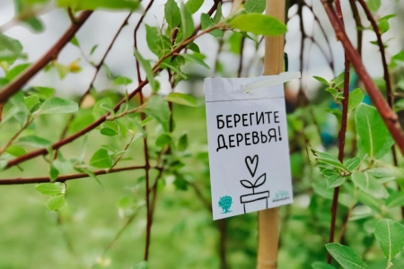 50 новых деревьев для жителей Октябрьского: ЦЕМРОС присоединился к акции «Зелёная волна»