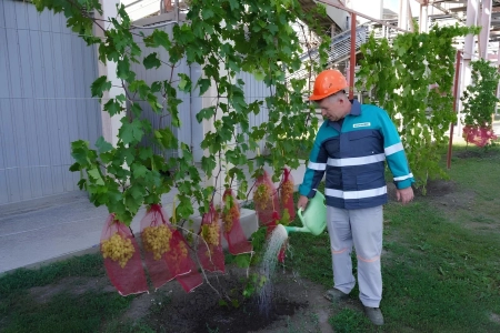 Виноград под крылом завода: история Евгения Спецакова