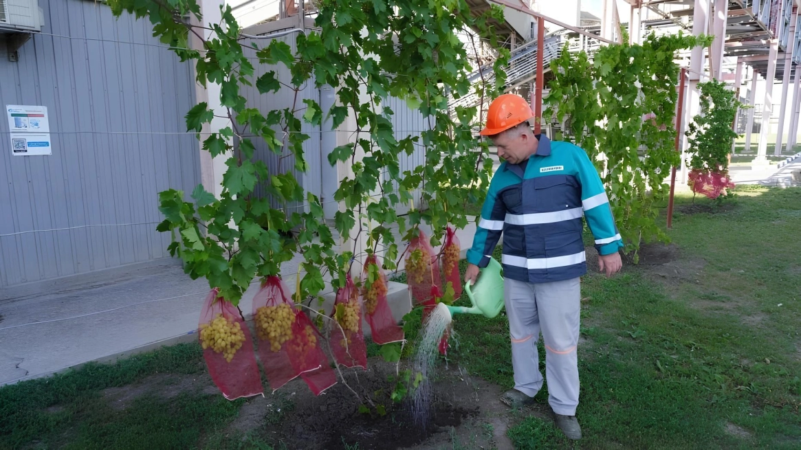 Виноград под крылом завода: история Евгения Спецакова
