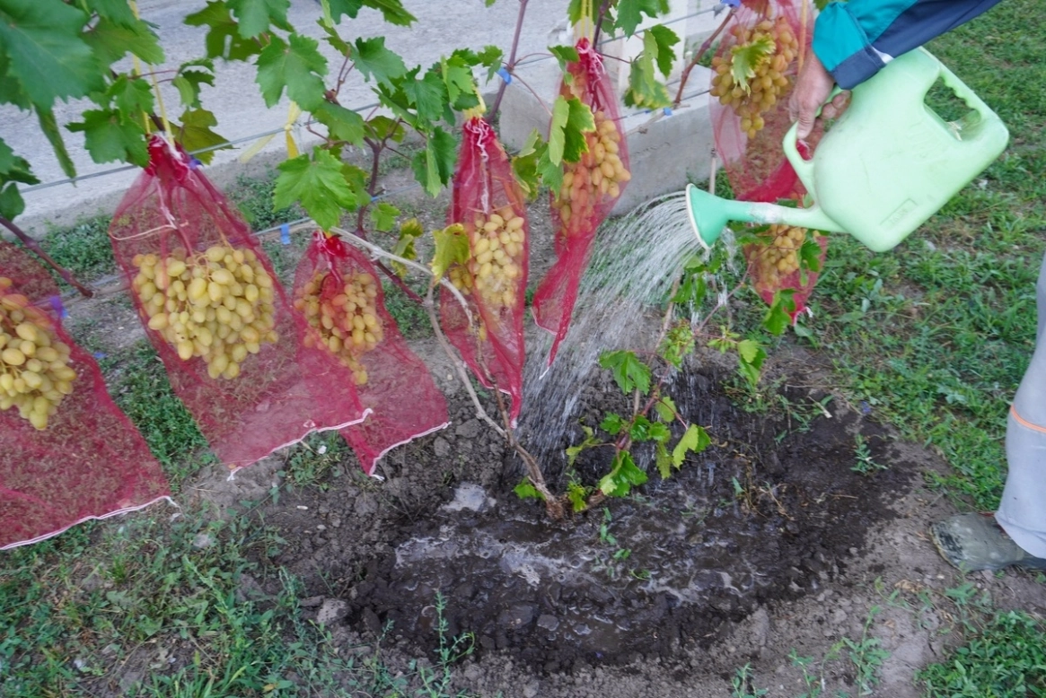 Виноград под крылом завода: история Евгения Спецакова